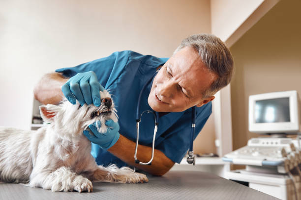 Best Emergency Care for Gum Disease in Alamosa East, CO